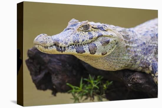 Brazil. A spectacled caiman in the Pantanal.-Ralph H. Bendjebar-Stretched Canvas