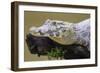 Brazil. A spectacled caiman in the Pantanal.-Ralph H. Bendjebar-Framed Photographic Print