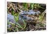 Brazil. A spectacled caiman in the Pantanal.-Ralph H. Bendjebar-Framed Photographic Print