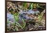 Brazil. A spectacled caiman in the Pantanal.-Ralph H. Bendjebar-Framed Photographic Print