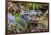 Brazil. A spectacled caiman in the Pantanal.-Ralph H. Bendjebar-Framed Photographic Print