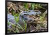 Brazil. A spectacled caiman in the Pantanal.-Ralph H. Bendjebar-Framed Photographic Print