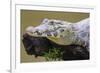 Brazil. A spectacled caiman in the Pantanal.-Ralph H. Bendjebar-Framed Premium Photographic Print