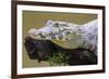 Brazil. A spectacled caiman in the Pantanal.-Ralph H. Bendjebar-Framed Premium Photographic Print