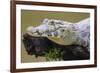 Brazil. A spectacled caiman in the Pantanal.-Ralph H. Bendjebar-Framed Premium Photographic Print