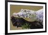 Brazil. A spectacled caiman in the Pantanal.-Ralph H. Bendjebar-Framed Premium Photographic Print