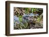 Brazil. A spectacled caiman in the Pantanal.-Ralph H. Bendjebar-Framed Photographic Print