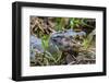 Brazil. A spectacled caiman in the Pantanal.-Ralph H. Bendjebar-Framed Photographic Print