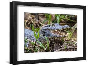 Brazil. A spectacled caiman in the Pantanal.-Ralph H. Bendjebar-Framed Photographic Print