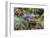 Brazil. A spectacled caiman in the Pantanal.-Ralph H. Bendjebar-Framed Photographic Print