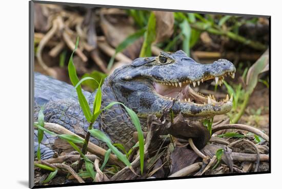 Brazil. A spectacled caiman in the Pantanal.-Ralph H. Bendjebar-Mounted Photographic Print