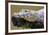 Brazil. A spectacled caiman in the Pantanal.-Ralph H. Bendjebar-Framed Photographic Print