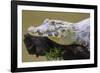 Brazil. A spectacled caiman in the Pantanal.-Ralph H. Bendjebar-Framed Photographic Print