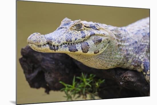 Brazil. A spectacled caiman in the Pantanal.-Ralph H. Bendjebar-Mounted Photographic Print