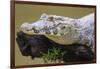 Brazil. A spectacled caiman in the Pantanal.-Ralph H. Bendjebar-Framed Photographic Print