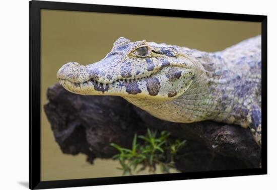 Brazil. A spectacled caiman in the Pantanal.-Ralph H. Bendjebar-Framed Photographic Print