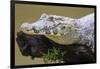 Brazil. A spectacled caiman in the Pantanal.-Ralph H. Bendjebar-Framed Photographic Print