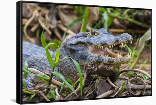 Brazil. A spectacled caiman in the Pantanal.-Ralph H. Bendjebar-Framed Stretched Canvas