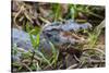 Brazil. A spectacled caiman in the Pantanal.-Ralph H. Bendjebar-Stretched Canvas