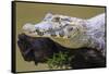 Brazil. A spectacled caiman in the Pantanal.-Ralph H. Bendjebar-Framed Stretched Canvas