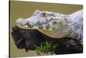 Brazil. A spectacled caiman in the Pantanal.-Ralph H. Bendjebar-Stretched Canvas