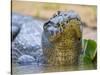 Brazil. A spectacled caiman in the Pantanal.-Ralph H^ Bendjebar-Stretched Canvas