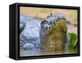 Brazil. A spectacled caiman in the Pantanal.-Ralph H^ Bendjebar-Framed Stretched Canvas