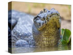 Brazil. A spectacled caiman in the Pantanal.-Ralph H^ Bendjebar-Stretched Canvas