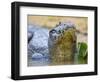 Brazil. A spectacled caiman in the Pantanal.-Ralph H^ Bendjebar-Framed Photographic Print