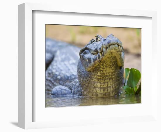 Brazil. A spectacled caiman in the Pantanal.-Ralph H^ Bendjebar-Framed Photographic Print