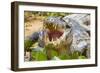 Brazil. A spectacled caiman showing off its teeth in the Pantanal.-Ralph H. Bendjebar-Framed Photographic Print