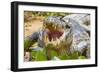 Brazil. A spectacled caiman showing off its teeth in the Pantanal.-Ralph H. Bendjebar-Framed Photographic Print