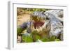 Brazil. A spectacled caiman showing off its teeth in the Pantanal.-Ralph H. Bendjebar-Framed Photographic Print