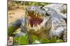 Brazil. A spectacled caiman showing off its teeth in the Pantanal.-Ralph H. Bendjebar-Mounted Photographic Print