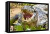 Brazil. A spectacled caiman showing off its teeth in the Pantanal.-Ralph H. Bendjebar-Framed Stretched Canvas