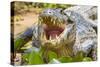 Brazil. A spectacled caiman showing off its teeth in the Pantanal.-Ralph H. Bendjebar-Stretched Canvas