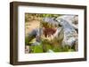 Brazil. A spectacled caiman showing off its teeth in the Pantanal.-Ralph H. Bendjebar-Framed Photographic Print