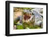 Brazil. A spectacled caiman showing off its teeth in the Pantanal.-Ralph H. Bendjebar-Framed Photographic Print