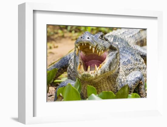 Brazil. A spectacled caiman showing off its teeth in the Pantanal.-Ralph H. Bendjebar-Framed Photographic Print