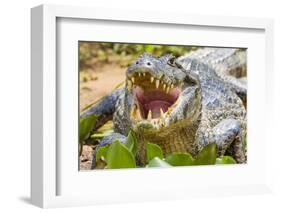 Brazil. A spectacled caiman showing off its teeth in the Pantanal.-Ralph H. Bendjebar-Framed Photographic Print