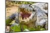 Brazil. A spectacled caiman showing off its teeth in the Pantanal.-Ralph H. Bendjebar-Mounted Photographic Print