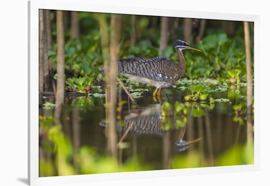 Brazil. A sunbittern foraging along the banks of a river in the Pantanal.-Ralph H. Bendjebar-Framed Photographic Print