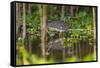 Brazil. A sunbittern foraging along the banks of a river in the Pantanal.-Ralph H. Bendjebar-Framed Stretched Canvas