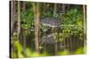 Brazil. A sunbittern foraging along the banks of a river in the Pantanal.-Ralph H. Bendjebar-Stretched Canvas