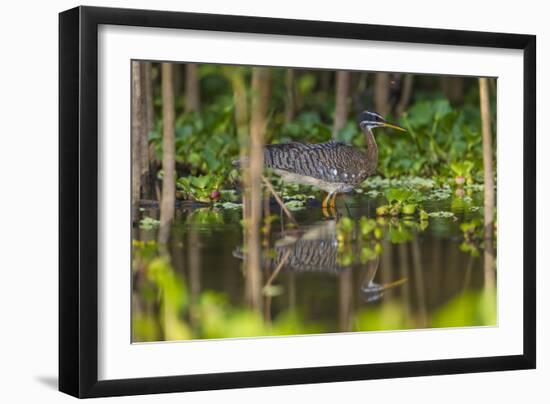 Brazil. A sunbittern foraging along the banks of a river in the Pantanal.-Ralph H. Bendjebar-Framed Photographic Print