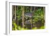 Brazil. A sunbittern foraging along the banks of a river in the Pantanal.-Ralph H. Bendjebar-Framed Photographic Print