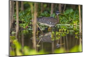 Brazil. A sunbittern foraging along the banks of a river in the Pantanal.-Ralph H. Bendjebar-Mounted Photographic Print