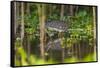 Brazil. A sunbittern foraging along the banks of a river in the Pantanal.-Ralph H. Bendjebar-Framed Stretched Canvas