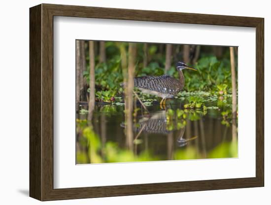 Brazil. A sunbittern foraging along the banks of a river in the Pantanal.-Ralph H. Bendjebar-Framed Photographic Print