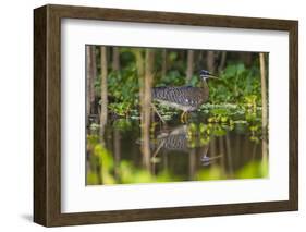 Brazil. A sunbittern foraging along the banks of a river in the Pantanal.-Ralph H. Bendjebar-Framed Photographic Print